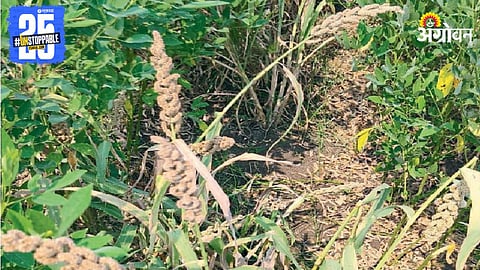 Crop