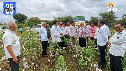 Cotton Farming 