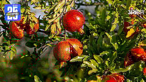 Pomegranate Yard