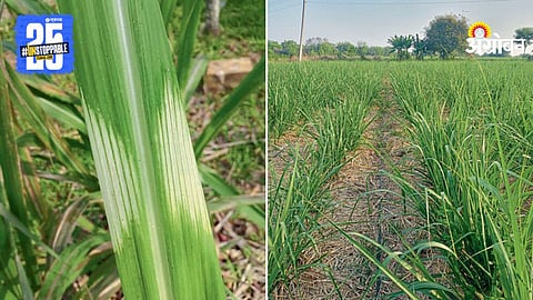 Sugarcane Farming