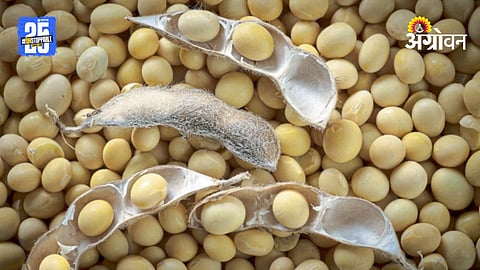Soybean Market