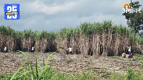 Sugarcane