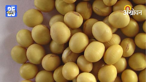 Soybean Price