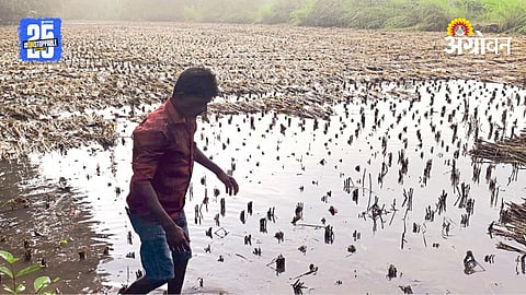 Paddy Crop Loss: पावसामुळे भातपीक संकटात