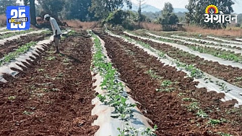 Watermelon Cultivation