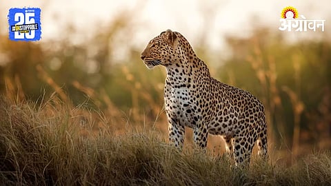 AI Wildlife Protection