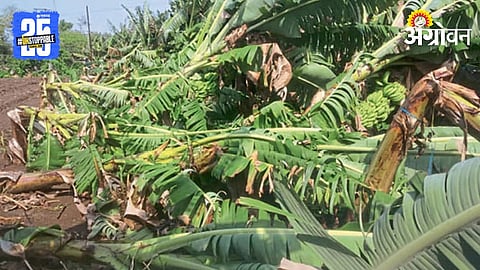 Banana Crop Damage