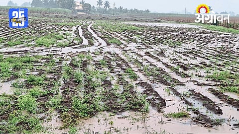 Rain Crop Damage