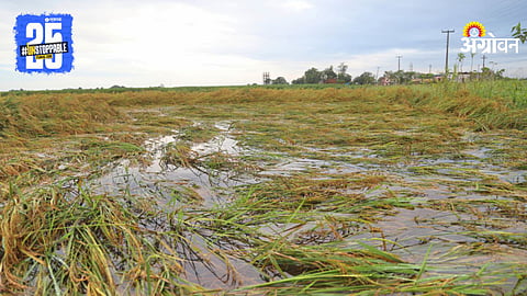 Paddy Crop Damage