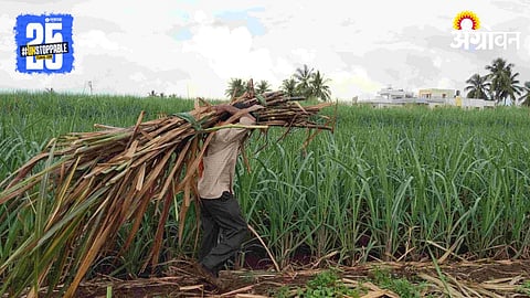 Sugarcane Farmer