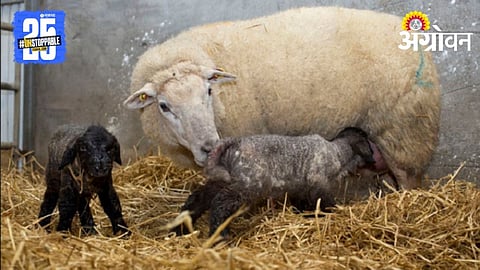 Pregnant Sheep Care