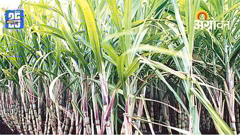 Sugarcane Price
