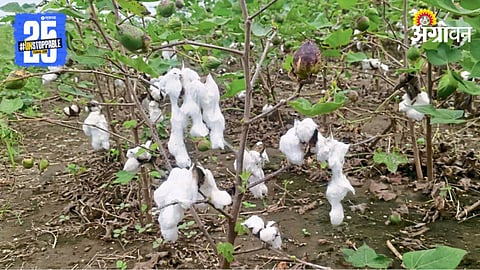 Cotton Crop Damage