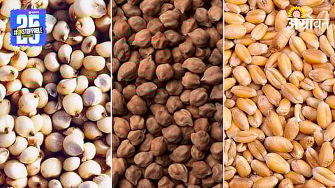 Jowar, Chana and Wheat Seeds
