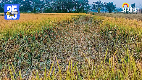 Paddy Crop Damage