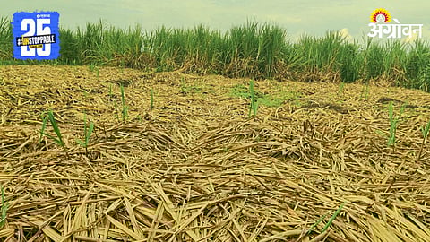 Sugarcane Harvest
