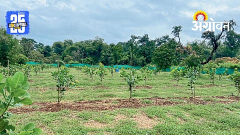 Cashew Farming
