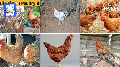 Chicken Breed