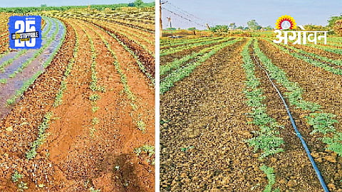 Chick pea Farming