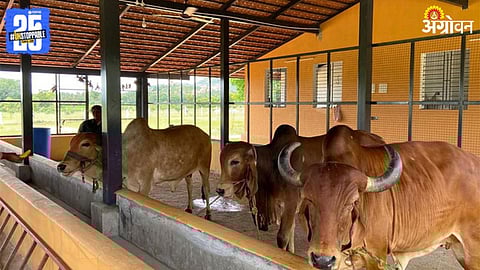Cow In Goshala