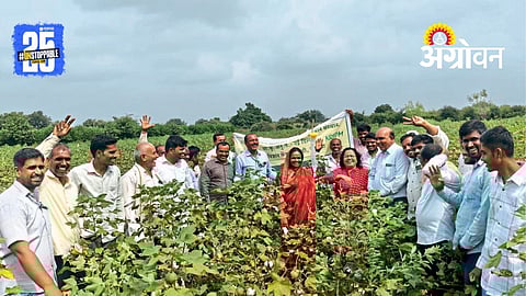 Cotton Pink Bollworm: गुलाबी बोंड अळी व्यवस्थापनासाठी कीटक मिलन व्यत्यय तंत्रज्ञान फायद्याचे
