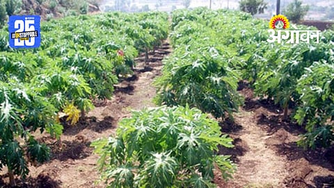 Papaya Crop