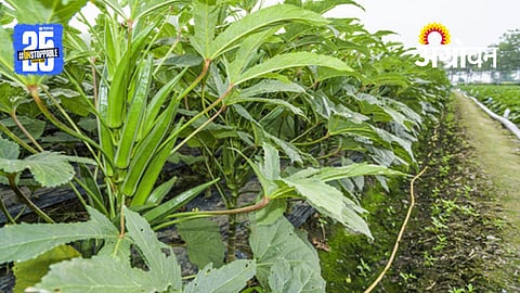 Okra Farming