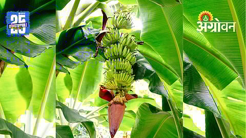 Banana Farmers
