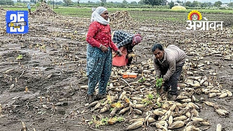 Maize Crop Loss
