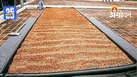 Grain Drying