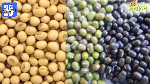 urad and moong procurement