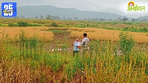 Unseasonal Rain Paddy Crop Damage