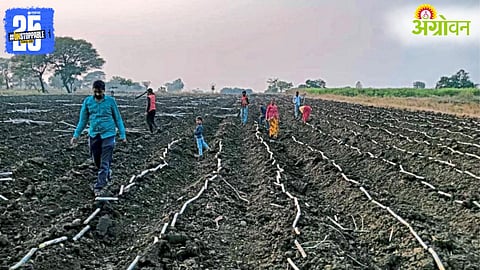 Sugarcane Plantation
