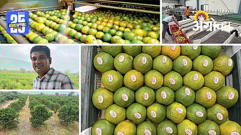 Citrus Farming