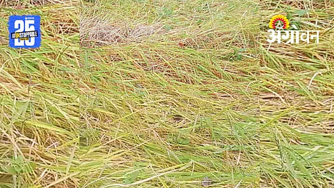 Paddy Crop Loss: सत्तर टक्के भातपिकांचे पावसाने नुकसान