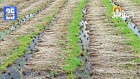Paddy Crop Damage: सिंधुदुर्ग जिल्ह्यात परिपक्व ४० टक्के भातपिकाचे नुकसान