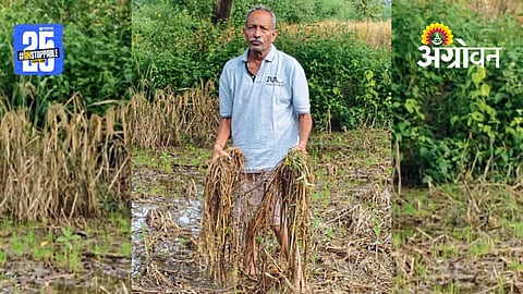 Paddy Crop Loss