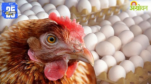 Poultry Exports