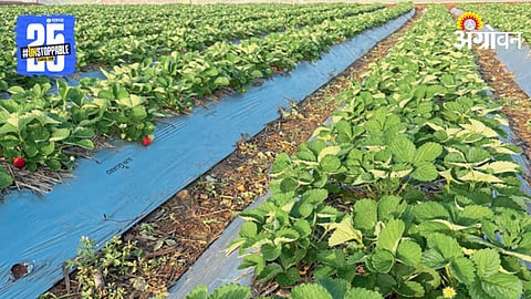 Strawberrry Farming