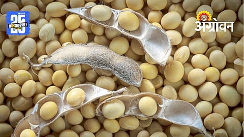 Soybean Procurement