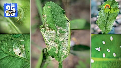 Leaf Miner