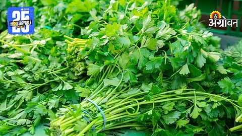 Coriander