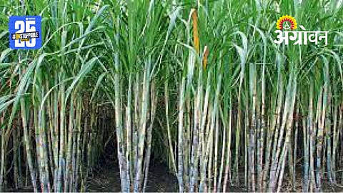 Sugarcane Farming