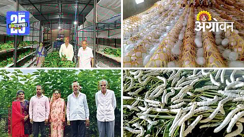 Silk Farming
