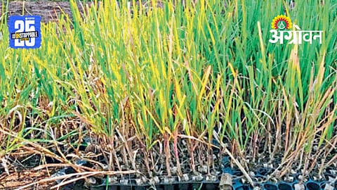 Sugarcane nursery