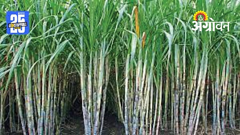 Sugarcane Harvesting