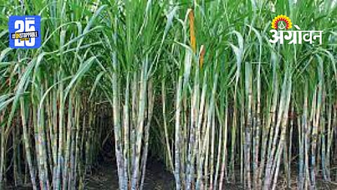Sugarcane Price Issue