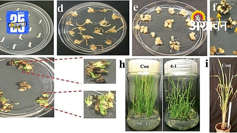 Agricultural Innovation