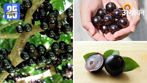 Jabuticaba Fruit 
