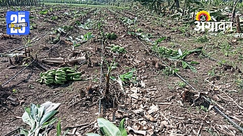 Banana Crop Loss